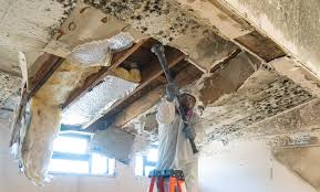 Best Environmental Consulting for Mold Prevention in USA